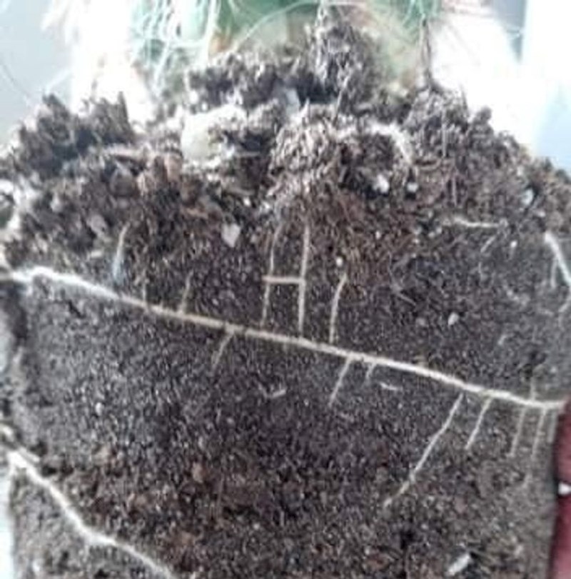 "Korijen ovog kaktusa kaže - bok."