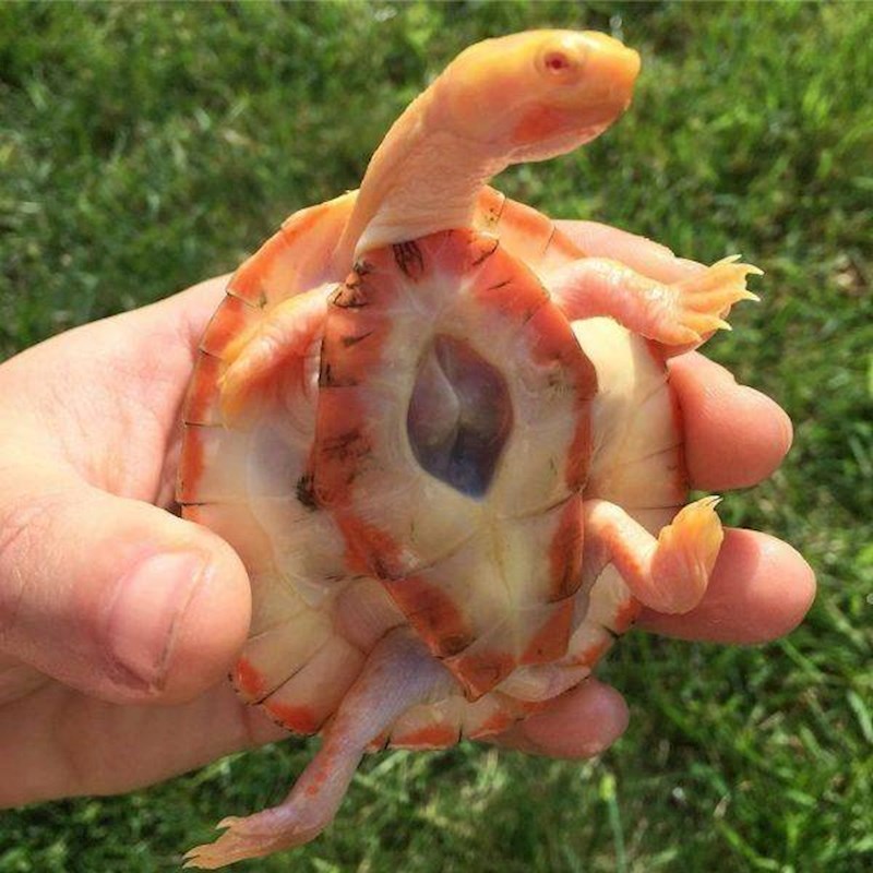 13. Albino kornjača čije je srce izvan oklopa