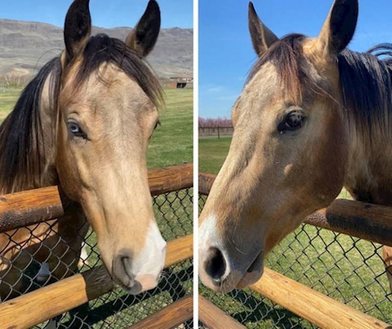 15. Konj s heterokromijom