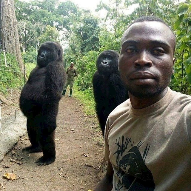 1. Legendarni selfie gorila iz rezervata i njihovih čuvara