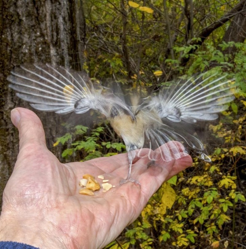 15. Fotkao je trenutak u kojem je ozlijeđena ptica poletjela