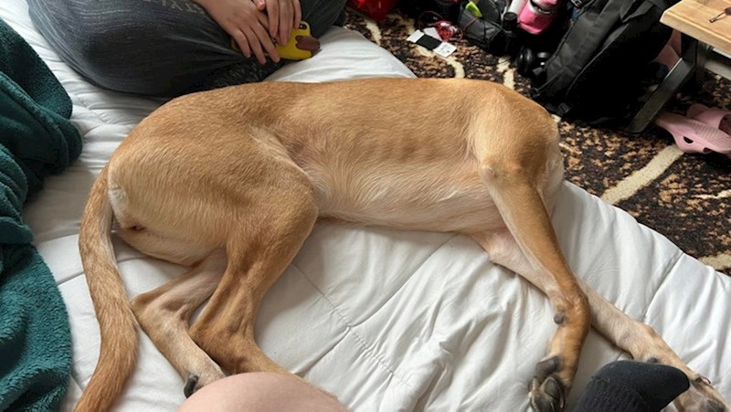 9. "Upoznajte moga bezglavog psa!"