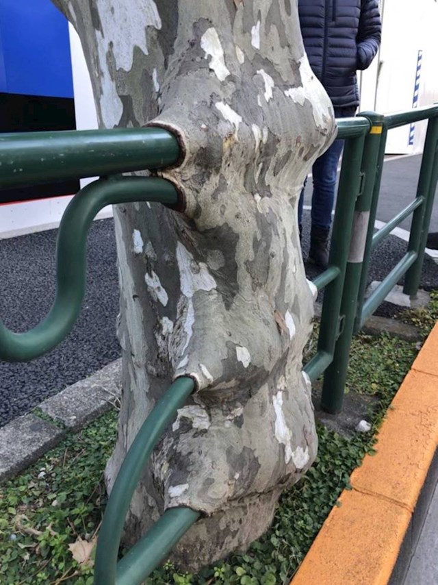 Ovo drvo koje je "pojelo" ogradu.