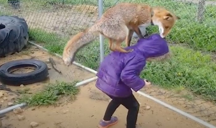 VIDEO Spašena lisica i djevojčica dokazale su da prijateljstvo ne poznaje granice