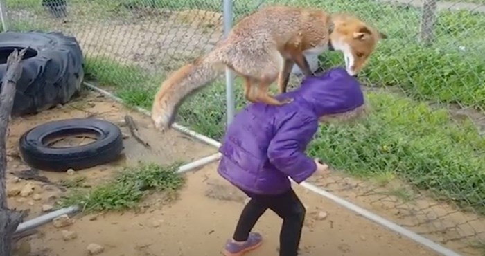 VIDEO Spašena lisica i djevojčica dokazale su da prijateljstvo ne poznaje granice