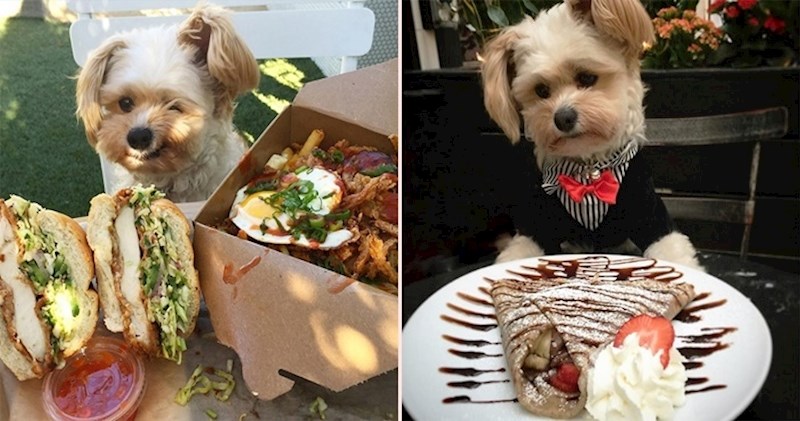 Pas koji je nekada bio izgladnjeli lutalica, sada sa svojom vlasnicom ruča u najboljim restoranima