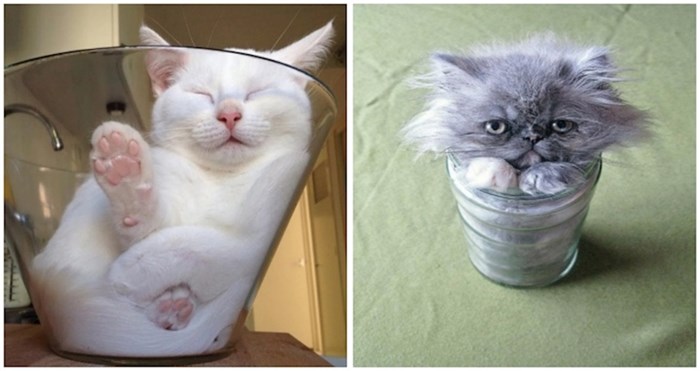 20+ smiješnih fotki koje dokazuju da se mačke mogu ugurati gdje god požele