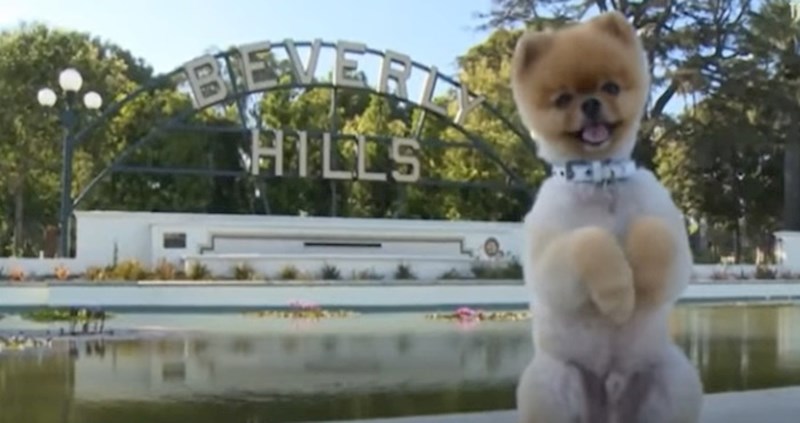 VIDEO Talentirani psi koji su ušli u Guinnessovu knjigu rekorda