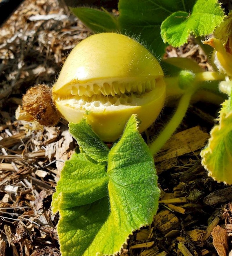 "Mala bundeva koja izgleda kao nečiji osmjeh."