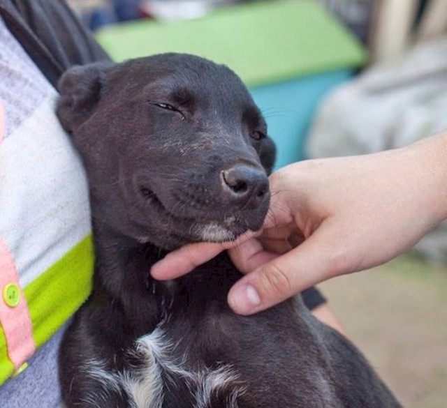 8. Apartmani u kojima smo odsjeli su pet-friendly, a ovo je jedan od gostiju.