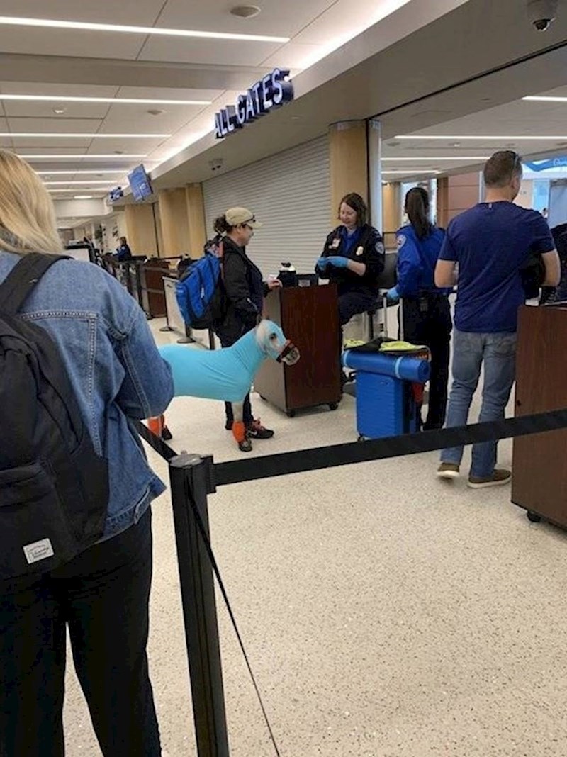 3. Netko putuje s mini konjem