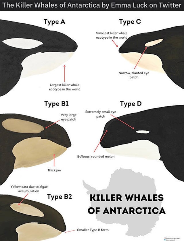 10. Tipovi kitova ubojica na Antarktiku