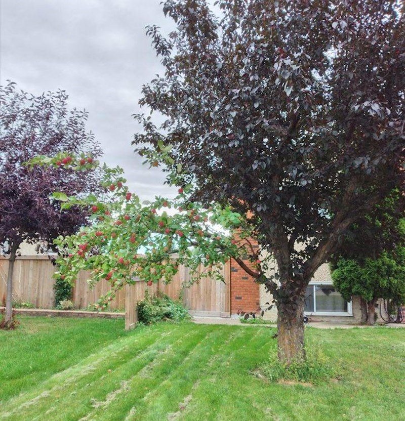 9. Samo jedna grana ovog stabla daje plodove jabuke. A to uopće nije stablo jabuke...Priroda je čudo!