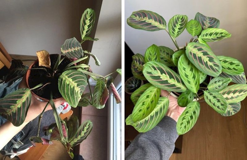 14. Uspjela sam spasiti svoju najdražu sobnu biljku!