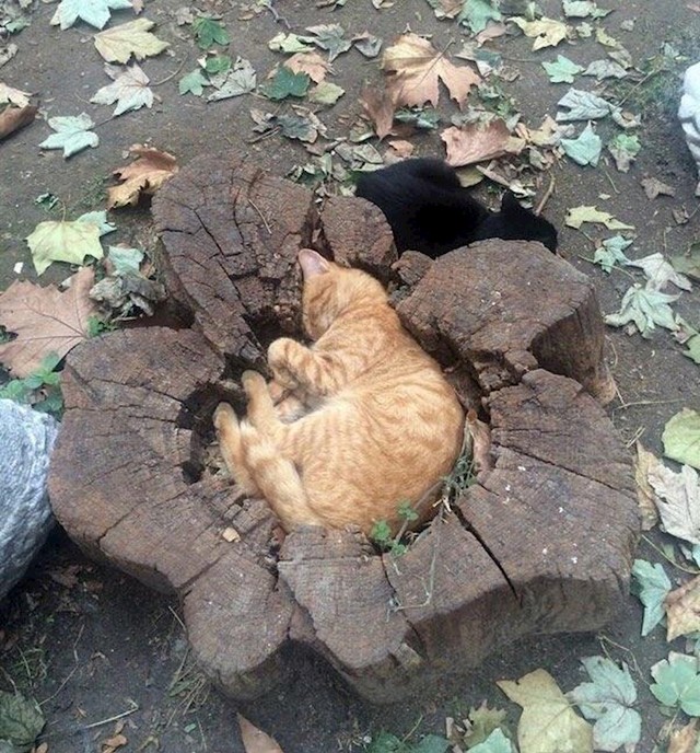 4. A ovo je maca koja je imala očitu namjeru postati jedno s prirodom.
