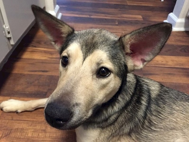 Njemački ovčar i haski