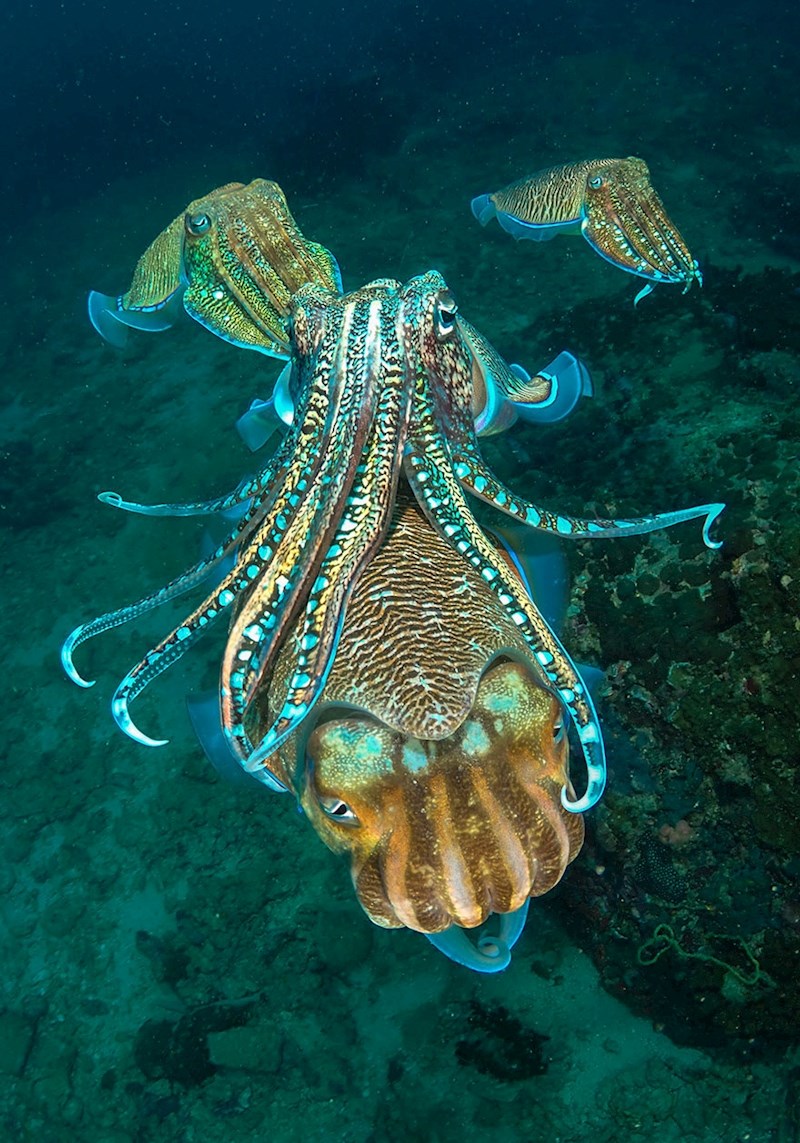 27. mjesto -  Lawrence Wu