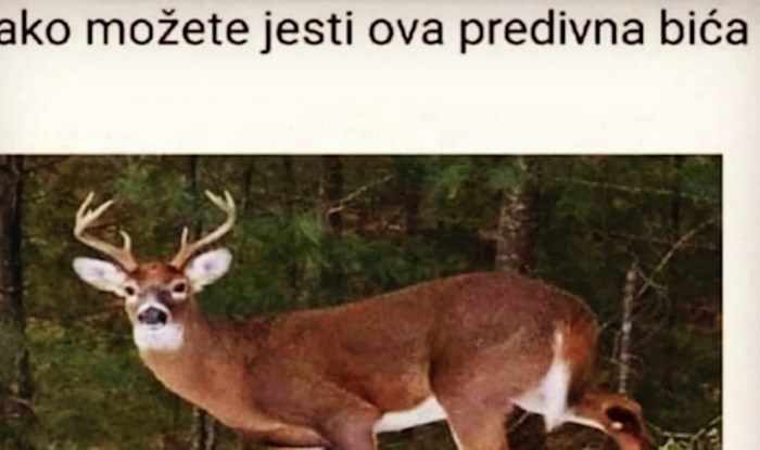 Netko se na Fejsu zapitao kako ljudi mogu jesti jelene, svi se smiju ovom urnebesnom odgovoru