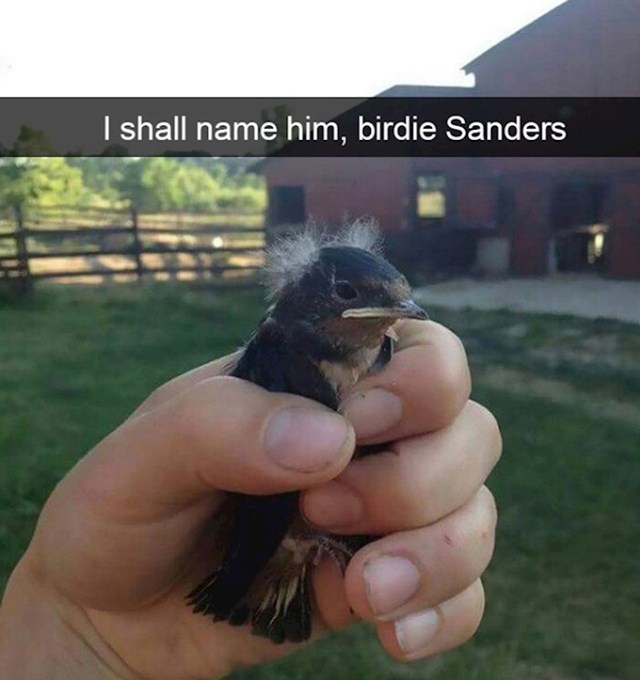 4. Birdie Saners!🤣