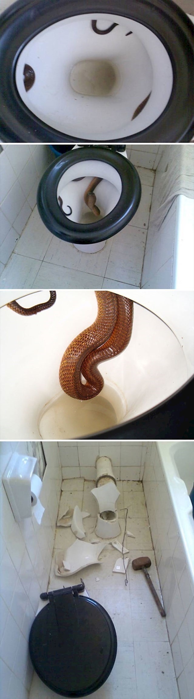 9. Zmija u WC-u...
