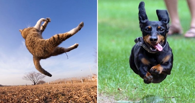 25 urnebesnih fotografija ljubimaca koji djeluju kao da lebde