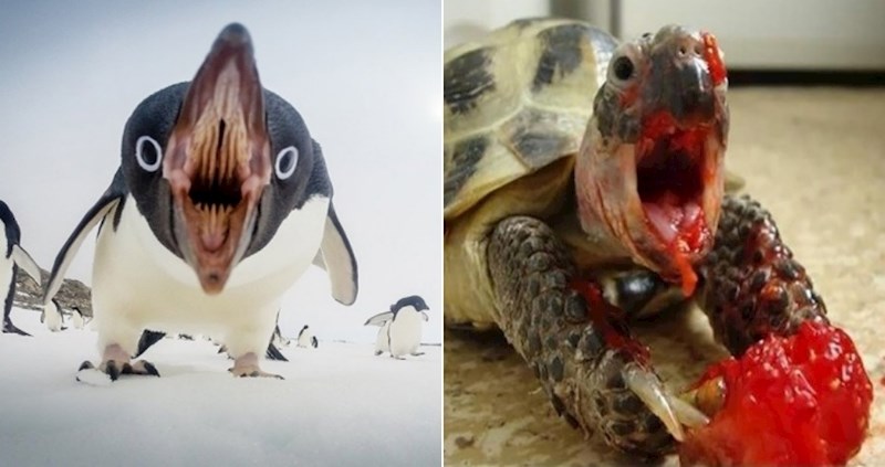 22 presmiješne fotke životinja koje kao da su ispale iz horor filmova