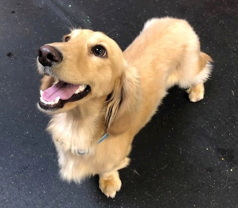 3. Zlatni retriver i jazavčar