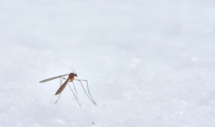 Urnebesni meme o komarcima koji kruži Fejsom nasmijao je tisuće, ovakvu usporedbu još niste vidjeli