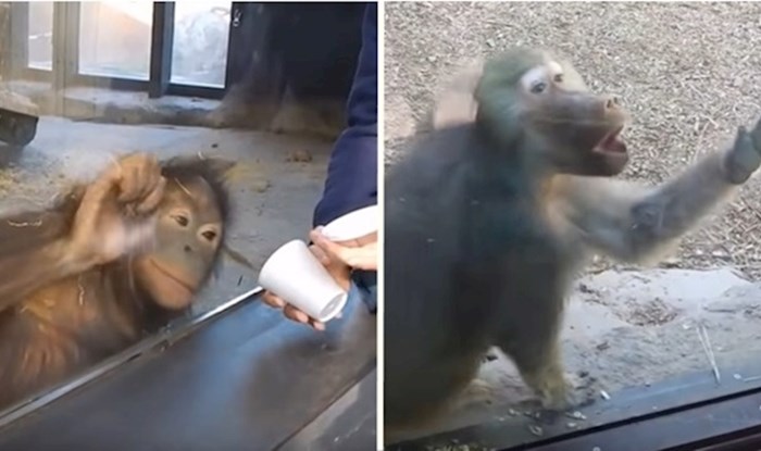Preslatki majmunčići prvi put vidjeli magične trikove, reakcije su genijalne