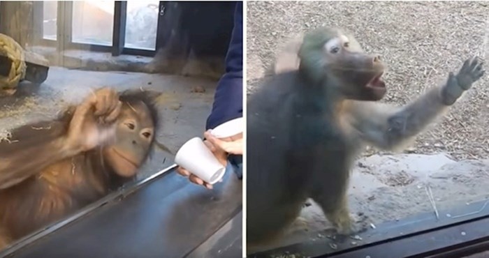 Preslatki majmunčići prvi put vidjeli magične trikove, reakcije su genijalne