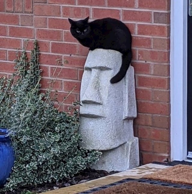 1. Mačka sjedi na kamenu i u kombinaciji izgledaju kao Elvisova glava.
