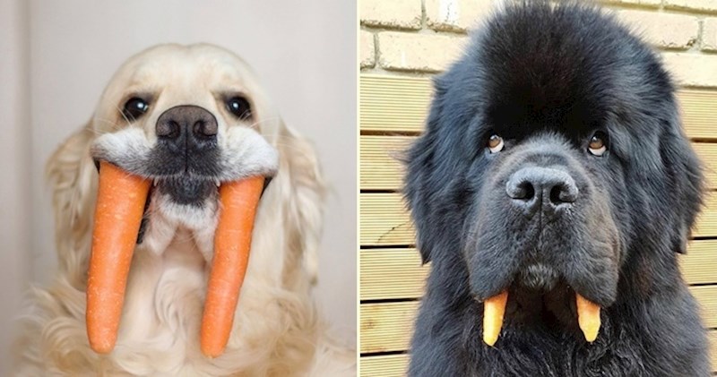 20 urnebesnih fotki pasa koji glume da su morževi