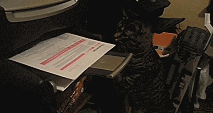 Mačka se odlučila suprotstaviti printeru, njezin okršaj s njim je urnebesan
