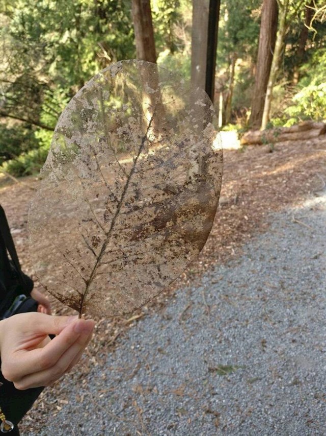 Jako cool list pronađen u šumi.