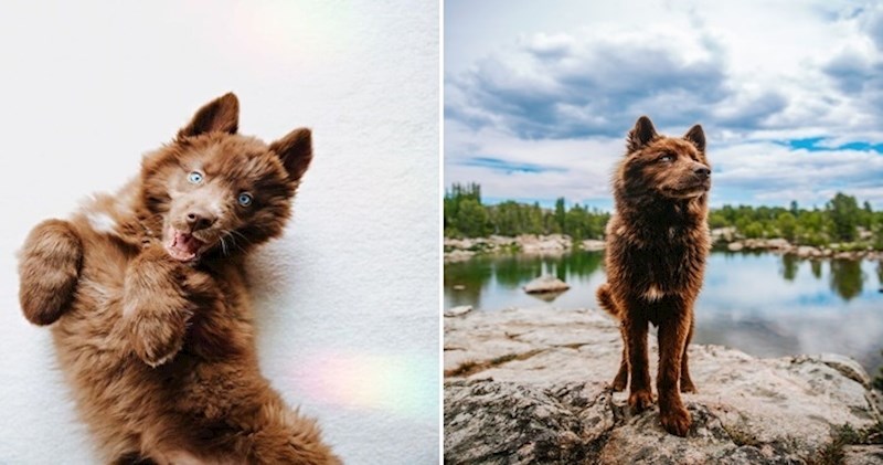 Fotografkinja i smeđi haski putuju SAD-om u potrazi za domom, ovo je preslatko
