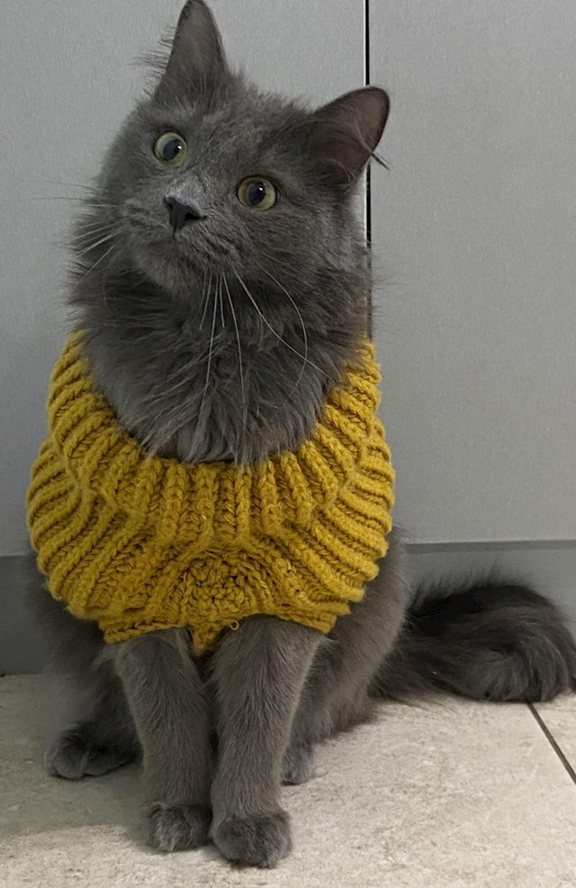 6. "U šali sam rekla mami da bi trebala isplesti džemperić za moga mačka. Shvatila je to ozbiljno..."
