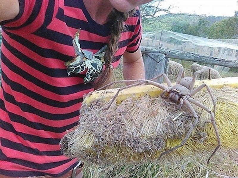 12. Vjerovali ili ne - ovaj pauk uopće nije smrtonosan. Svejedno, rijetko tko bi ga volio susresti.