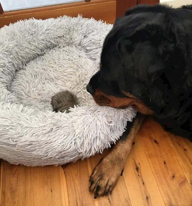 9. "Opasni" rottweiler prihvatio je malu macu i čuva ju