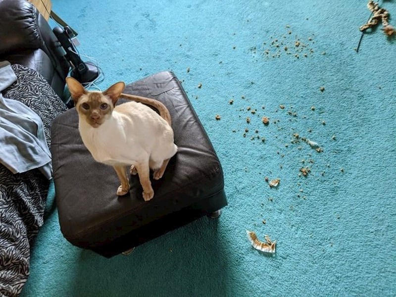 "Onaj muffin koji si ostavila na stolu? Eksplodirao je!"