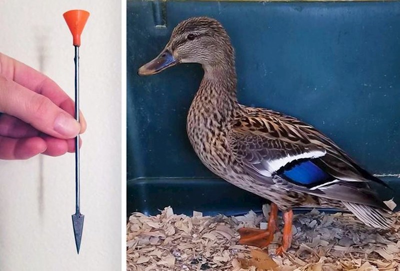 12. Našao sam ozlijeđenu patkicu