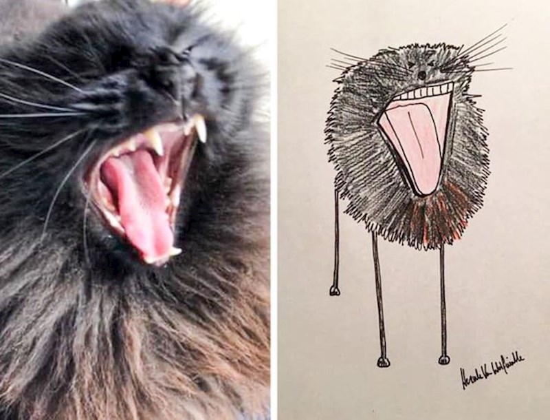 11. Fernando Falkirk