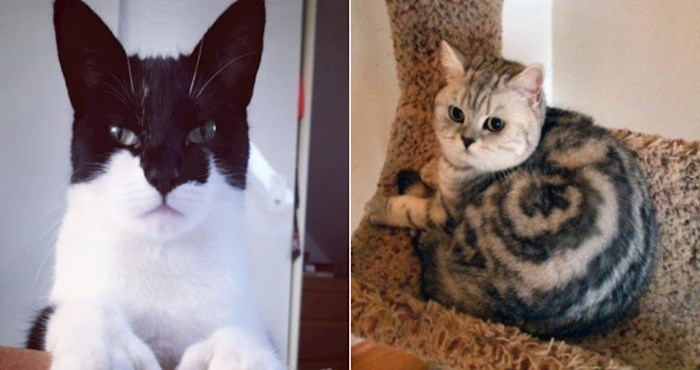 14 mačaka koje su zbog presmiješnih šara postale hit na internetu