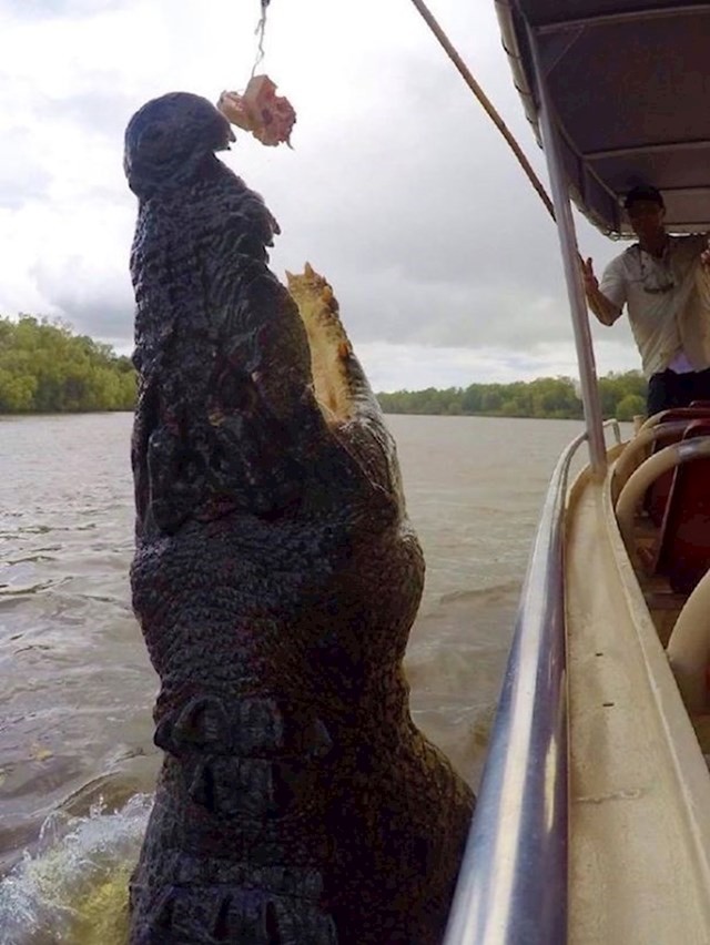 15. Gigantski krokodil