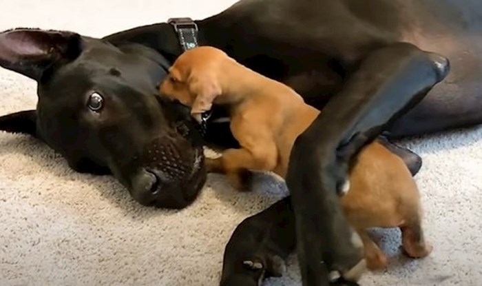 VIDEO Sićušni traumatizirani psić zaljubio se u golemu dogu