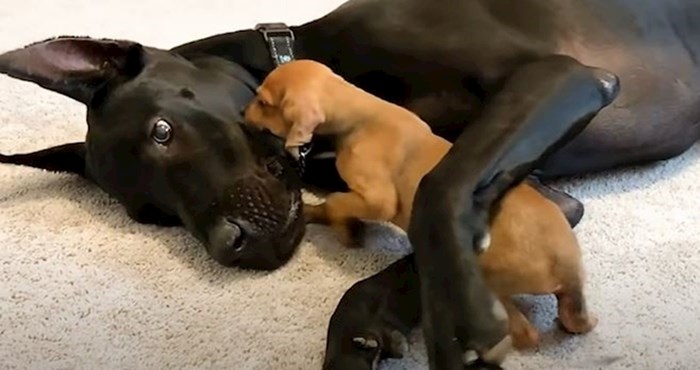 VIDEO Sićušni traumatizirani psić zaljubio se u golemu dogu
