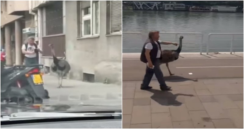 VIDEO Tip je prošetao centrom Beograda s rijetko viđenom životinjom i iznenadio prolaznike