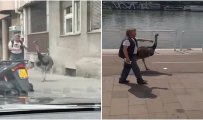 VIDEO Tip je prošetao centrom Beograda s rijetko viđenom životinjom i iznenadio prolaznike