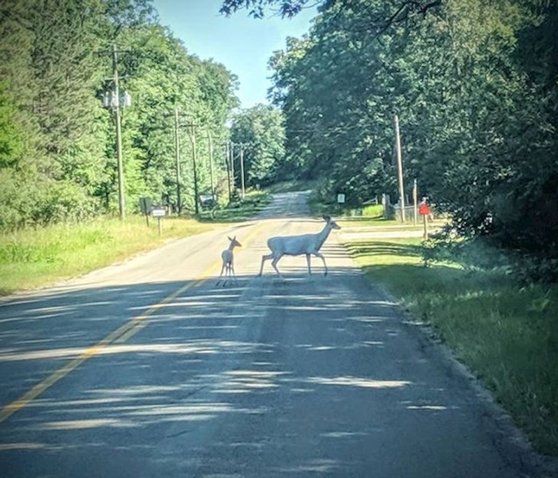 Albino srna i njezino mladunče.