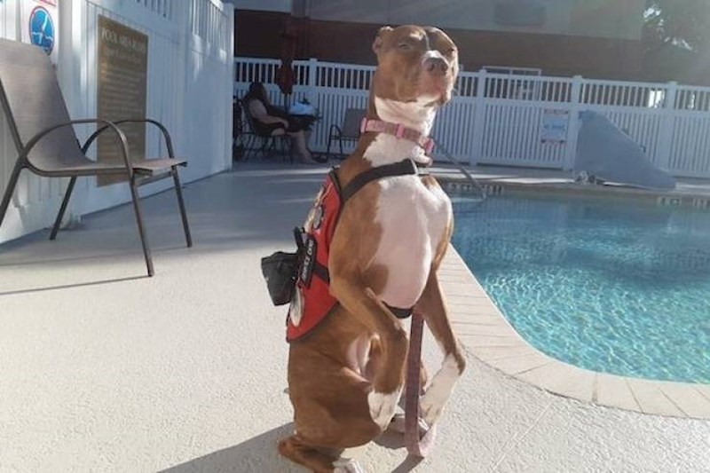 Terapijski pas se mao odmara uz bazen.