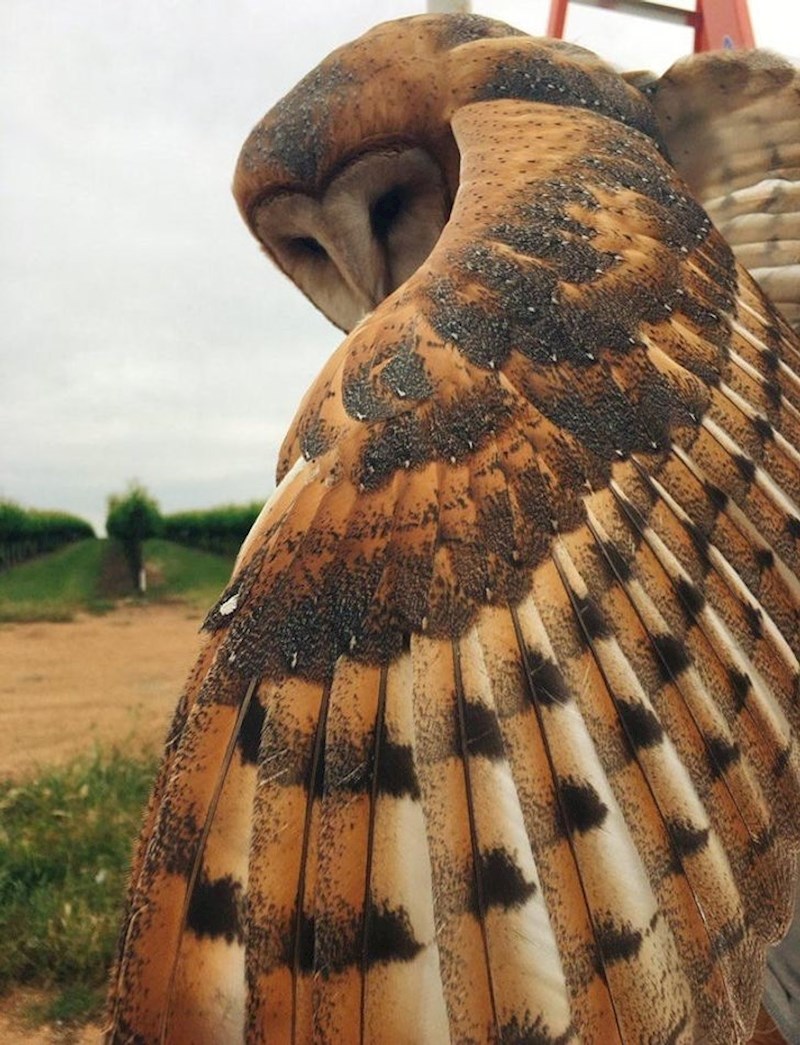 Sova kao iz crtića.